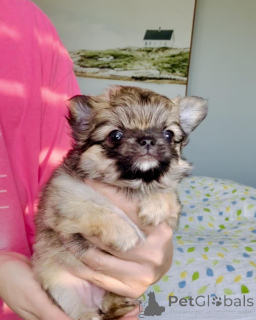 Photo №1. chihuahua - for sale in the city of Aschaffenburg | negotiated | Announcement № 160056