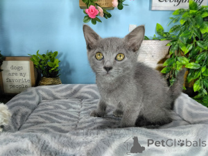 Photo №3. Spayed, declawed, microchiped Russian Blue kittens to good home. United Kingdom