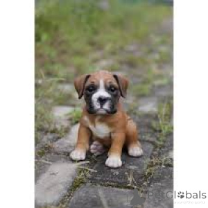 Photo №3. Boxer Puppies. Germany