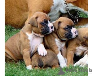 Photo №2 to announcement № 169644 for the sale of boxer - buy in Belgium 