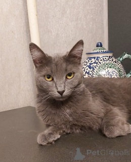 Photo №4. I will sell russian blue in the city of Moskova. private announcement - price - Is free