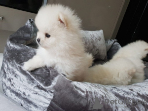 Photo №1. pomeranian - for sale in the city of Антверпен | Is free | Announcement № 115065