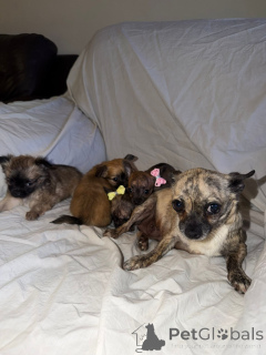Photo №2 to announcement № 168909 for the sale of louisiana catahoula leopard dog - buy in Finland 