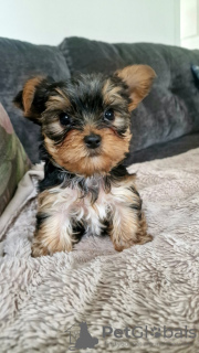 Photo №1. yorkshire terrier - for sale in the city of Fremont | 400$ | Announcement № 102459