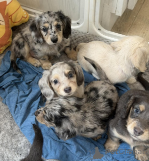 Photo №3. Premium Dachshund Puppies for Sale Healthy, Family-Raised & Ready for Loving. Germany