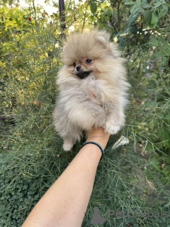 Additional photos: Pomeranian Spitz puppies