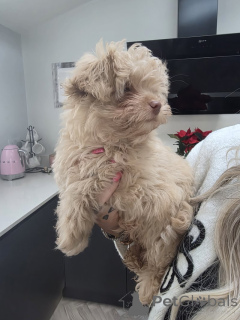 Photo №1. chihuahua - for sale in the city of Joliette | Is free | Announcement № 161000