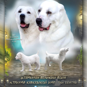 Photo №1. central asian shepherd dog - for sale in the city of Sochi | 282$ | Announcement № 7199