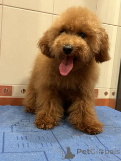 Additional photos: Toy poodle's 7 months FCI