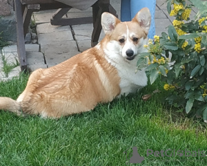 Photo №4. I will sell welsh corgi in the city of Gomel. private announcement - price - 800$