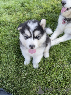 Photo №1. alaskan malamute - for sale in the city of Kassel | 329$ | Announcement № 149745