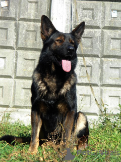 Photo №1. german shepherd - for sale in the city of Kropivnitsky | 293$ | Announcement № 15913