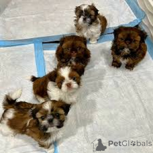 Photo №2 to announcement № 165284 for the sale of shih tzu - buy in Belgium private announcement, breeder