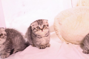 Photo №3. Munchkin kittens for sale (dachshund cat).. Russian Federation