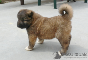 Photo №4. I will sell caucasian shepherd dog in the city of Sevastopol. private announcement - price - negotiated