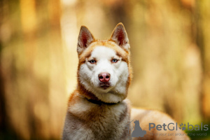 Photo №2 to announcement № 120233 for the sale of siberian husky - buy in Russian Federation private announcement