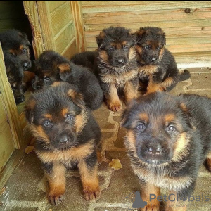 Photo №1. non-pedigree dogs - for sale in the city of Оснабрюк | negotiated | Announcement № 123812