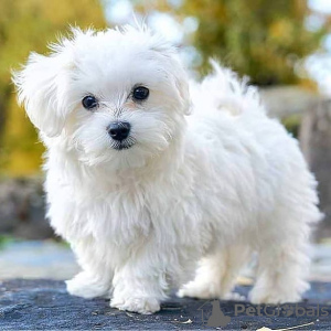 Photo №1. maltese dog - for sale in the city of Франкфурт-на-Майне | negotiated | Announcement № 25291
