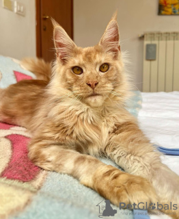 Photo №1. maine coon - for sale in the city of Chicago | 300$ | Announcement № 103651