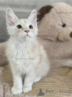 Photo №2 to announcement № 143463 for the sale of maine coon - buy in United Arab Emirates from nursery, breeder