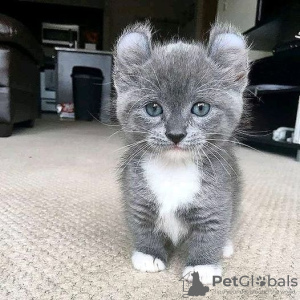 Photo №1. american bobtail - for sale in the city of Berlin | negotiated | Announcement № 100414