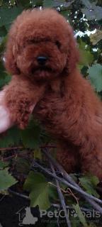 Photo №4. I will sell poodle (toy) in the city of Kiev. private announcement, from nursery, breeder - price - 1500$