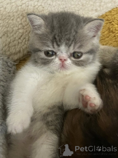 Photo №4. I will sell exotic shorthair in the city of Antwerp. private announcement, breeder - price - 516$