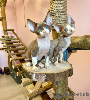 Photo №1. devon rex - for sale in the city of Haan | 361$ | Announcement № 173917