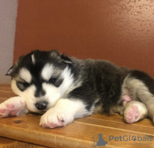 Photo №1. siberian husky - for sale in the city of Rochester | 500$ | Announcement № 99744
