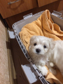 Additional photos: Maltese Puppies