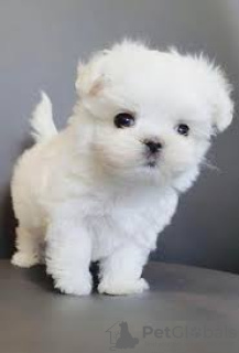 Photo №1. maltese dog - for sale in the city of New York | 550$ | Announcement № 85861