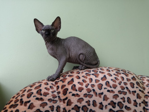 Additional photos: I will sell a kitten of the Canadian sphinx from nursery