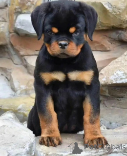 Photo №1. rottweiler - for sale in the city of Kaunas | negotiated | Announcement № 120705