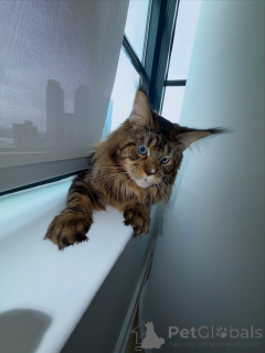 Photo №1. maine coon - for sale in the city of Amberg | negotiated | Announcement № 155508