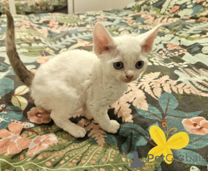 Photo №1. devon rex - for sale in the city of Hamburg | 900$ | Announcement № 160334