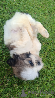Photo №3. SHIH TZU puppies for sale. Poland