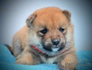 Photo №4. I will sell shiba inu in the city of Kragujevac. breeder - price - negotiated