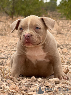 Photo №1. american bully - for sale in the city of Alicante | negotiated | Announcement № 151786