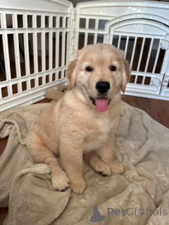Photo №3. Deze schattige Labrador-puppy's. Belgium