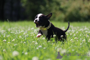 Photo №3. Miniature girl American Bools. Russian Federation