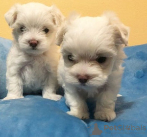 Photo №2 to announcement № 73844 for the sale of maltese dog - buy in Finland breeder