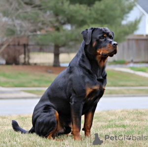 Photo №2 to announcement № 168813 for the sale of german shepherd - buy in United States private announcement