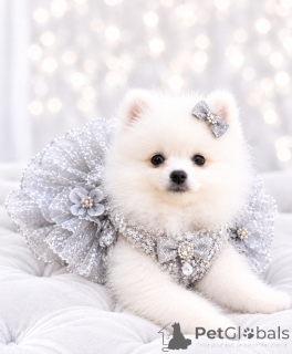 Photo №2 to announcement № 177027 for the sale of pomeranian - buy in Ukraine from nursery, breeder