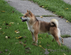 Additional photos: Shiba inu puppies cheap