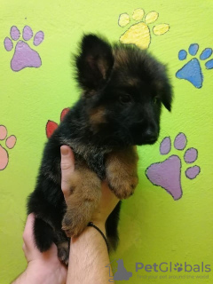 Photo №1. german shepherd - for sale in the city of Bremen | 317$ | Announcement № 66243