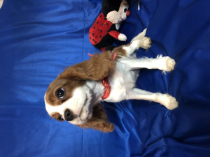 Additional photos: Adorable puppies Chevalier King Charles Spaniel
