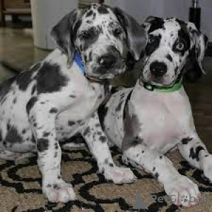 Photo №2 to announcement № 164217 for the sale of great dane - buy in United Kingdom private announcement, breeder