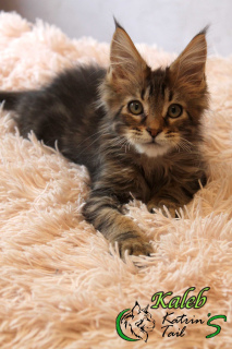 Photo №1. maine coon - for sale in the city of St. Petersburg | 648$ | Announcement № 6996