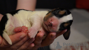 Photo №1. basset hound - for sale in the city of Лида | 1000$ | Announcement № 46142