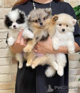 Photo №1. pomeranian - for sale in the city of Dijon | negotiated | Announcement № 17348